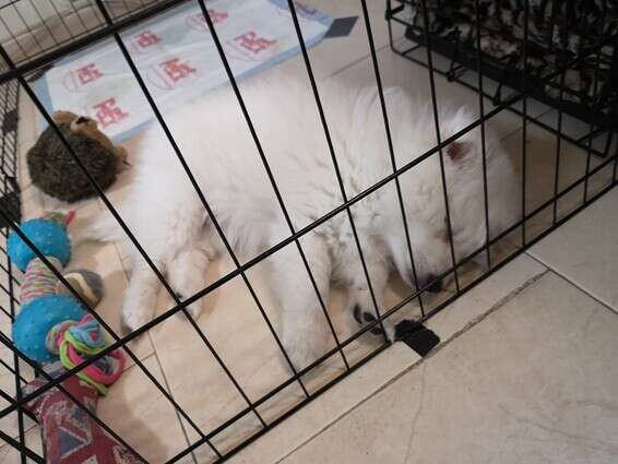 גדר הגורים מעניקה לגור תחושת ביטחון וגם בעלת אפקט חינוכי. הגדר באדיבות "גג לחיות" ברעננה // צילום: ליאור פלג